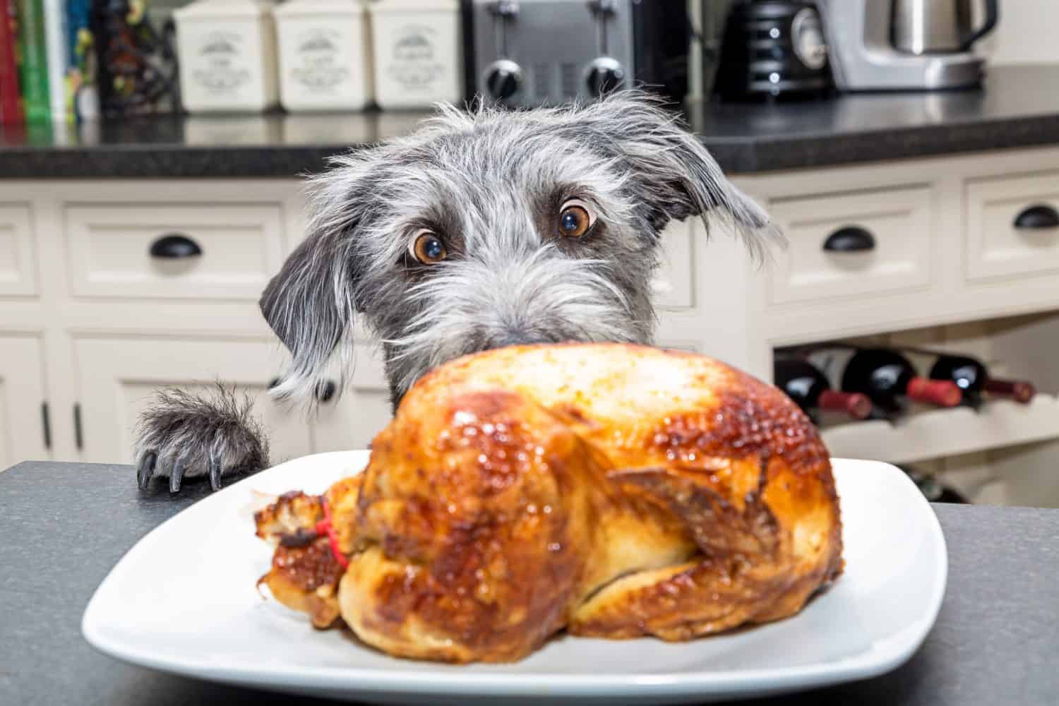 Funny photo of a bad dog with paws on kitchen counter looking at a roasted chicken with big excited eyes