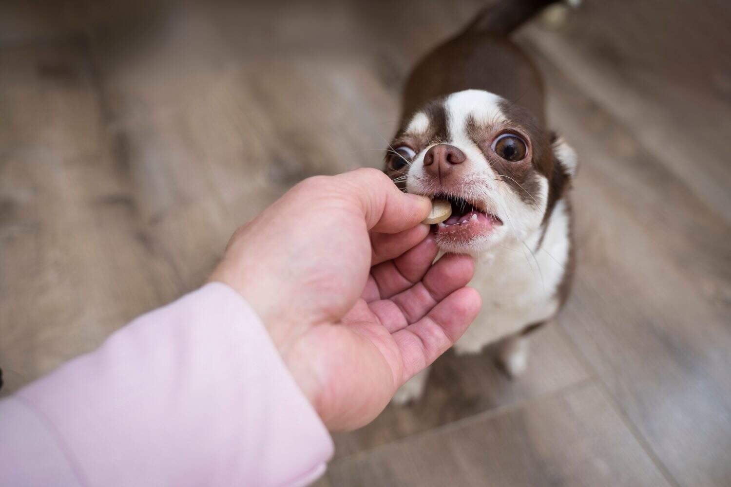 Dog breed Chihuahua gets pills, vitamins, pills, delicacy from the hands of the owner.