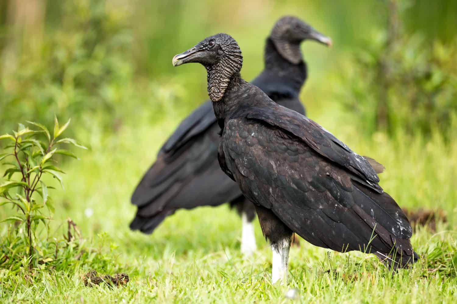 Black Vulture (Coragyps atratus)