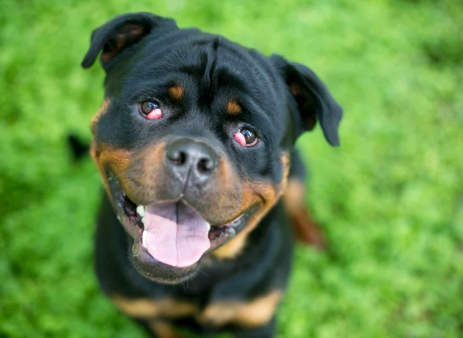 A purebred Rottweiler dog with nictitans gland prolapse or "cherry eye" in both eyes