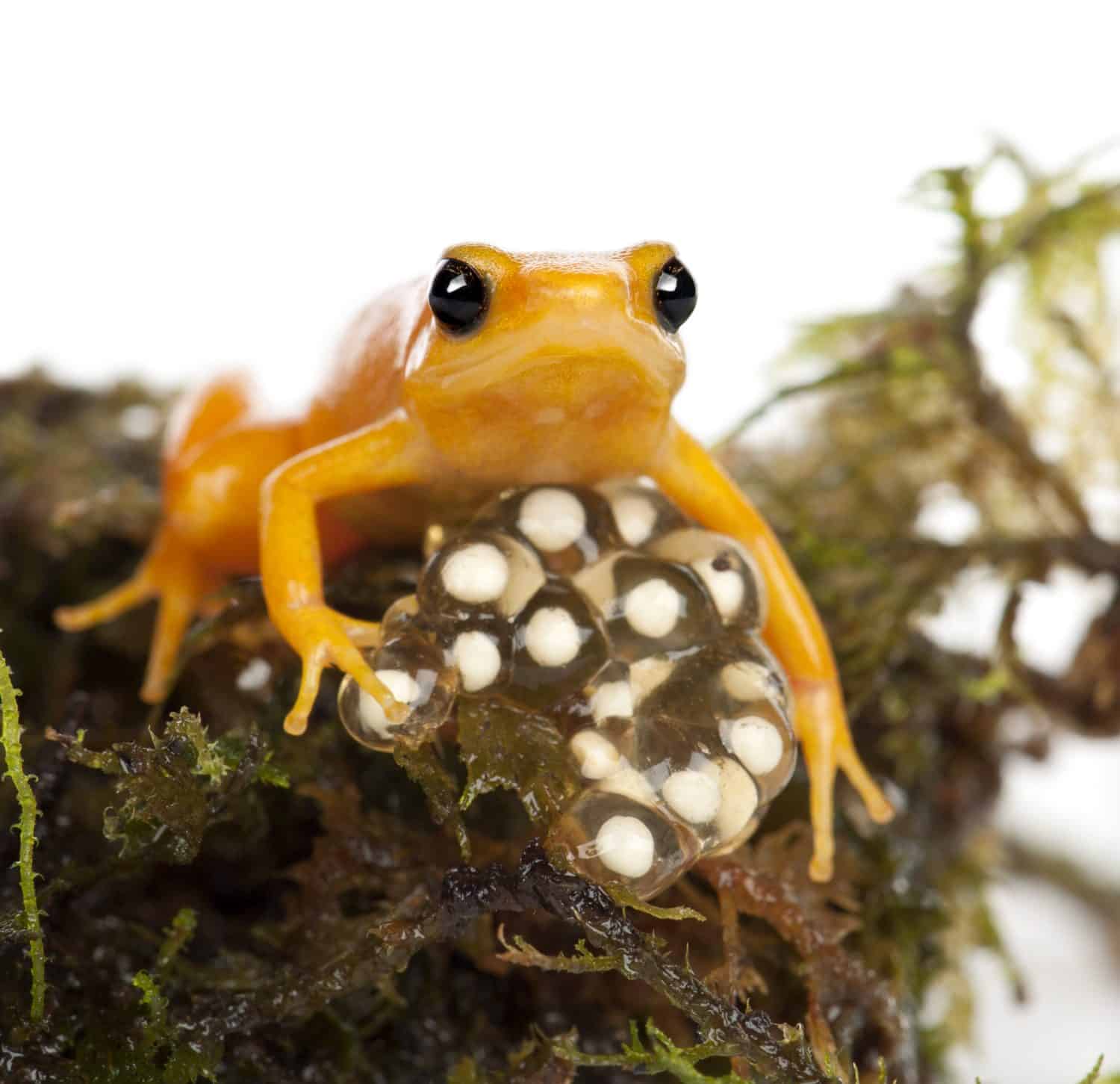 Golden Mantella protecting her eggs, Mantella aurantiaca, portrait against white background