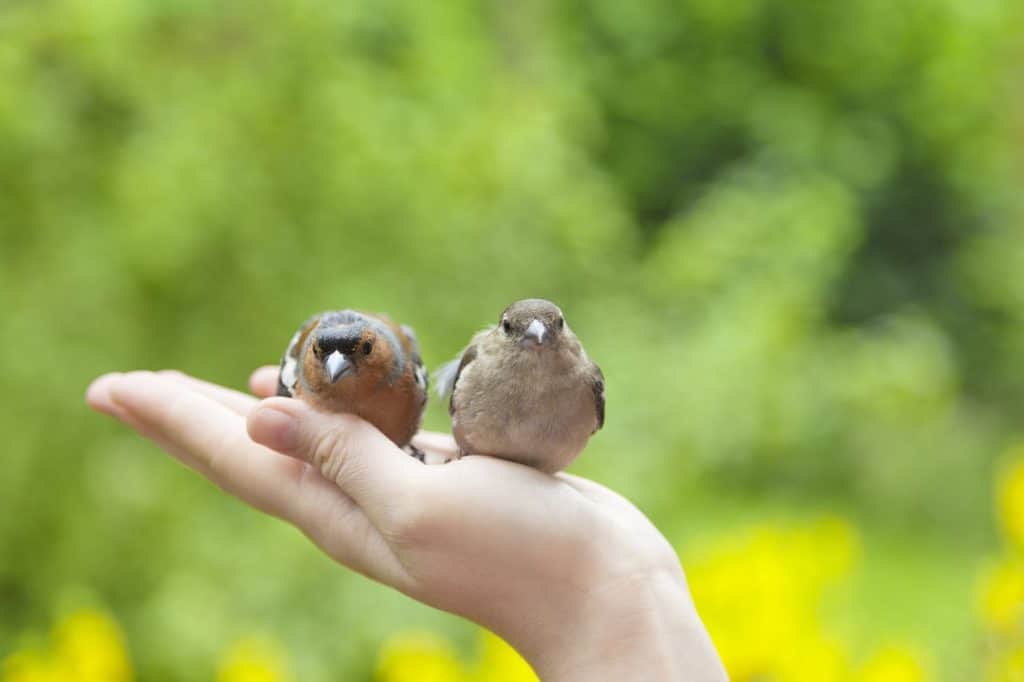 two injured birds on humans hand in the garden.