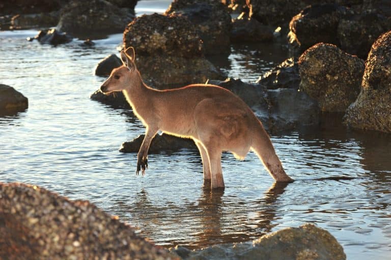 australian eastern grey kangaroo in water on beach, cape hillsborough, mackay , north queensland