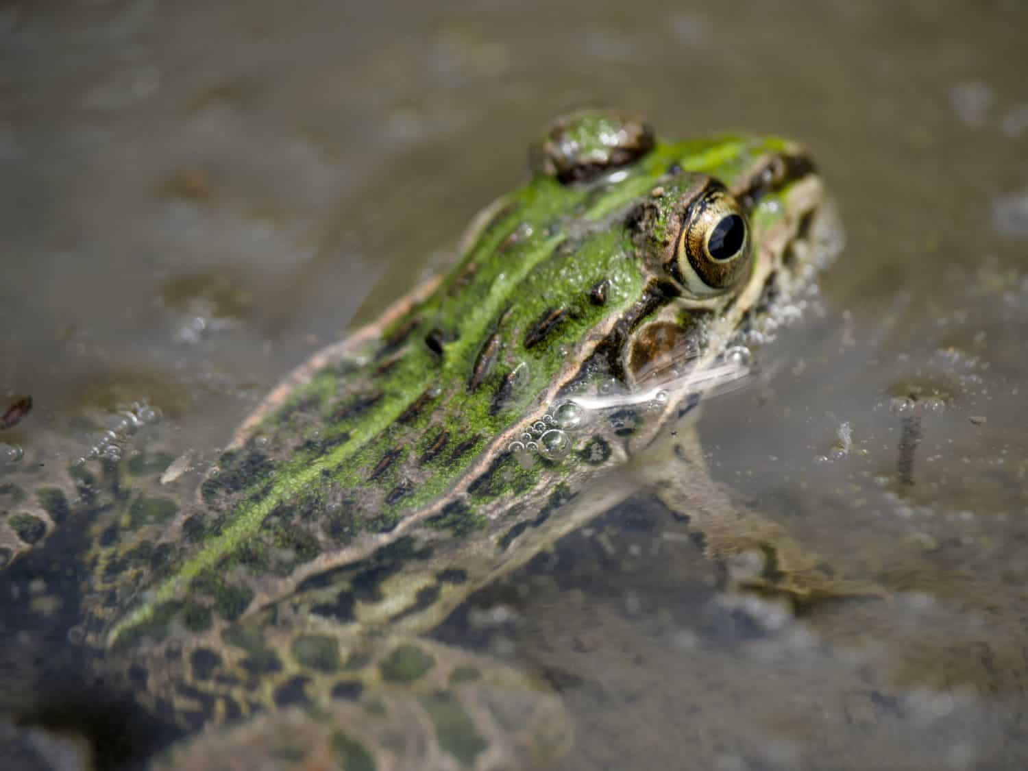 Frog in water, Black spotted pond frog in water