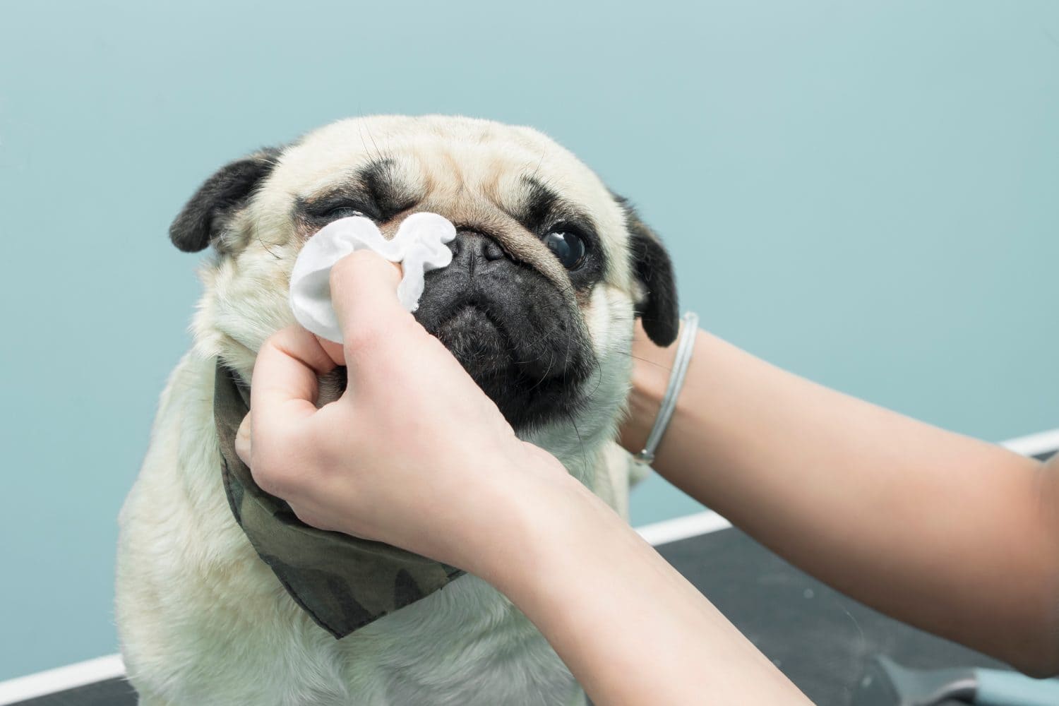 Cleaning the eyes with a hygienic pad of a Mops dog