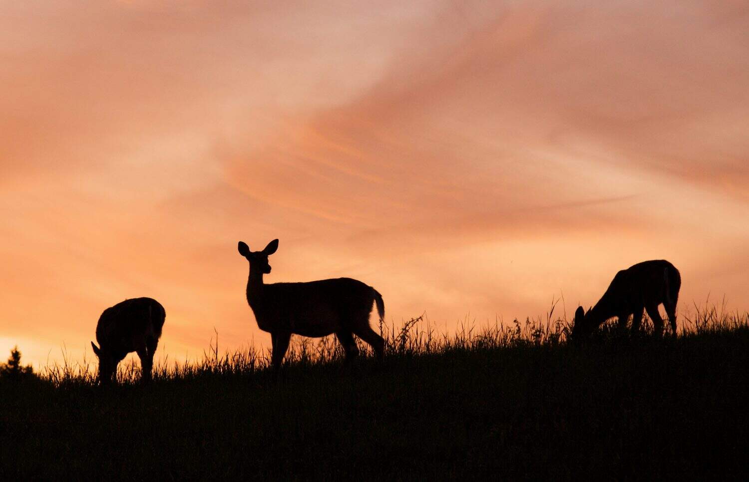 White tailed Doe Deer feeding in meadow, silhouette, Skyline Drive, Shenandoah National Park, Virginia, USA; Whitetail / White-tail / White tail  / White-tailed / Whitetailed