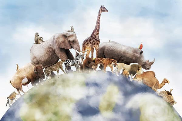 How International Animal Rights Day Has Transformed Animal Welfare - A ...