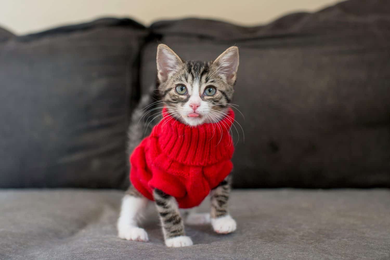 tabby kitten wearing red sweater