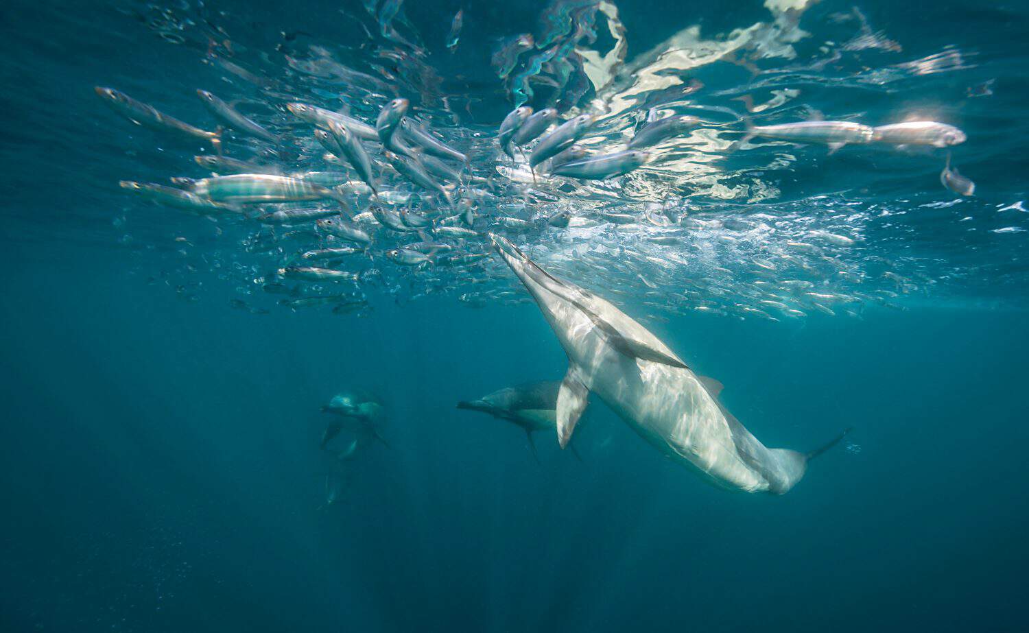 Common dolphins feeding on a sardine bait ball during the sardine run, South Africa.
