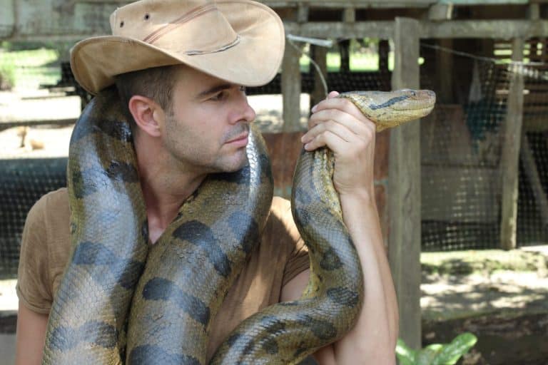 Powerful man controlling gigantic anaconda