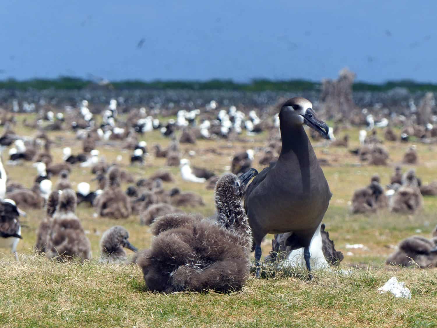 Black footed and Laysan albatross at Midway Atoll in the Papahanaumokuakea Marine National Monument, Hawaii.