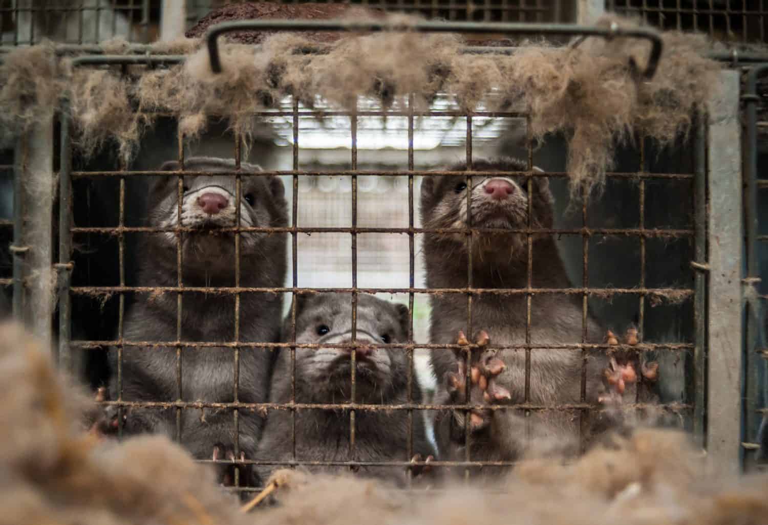 Caged mink from farm