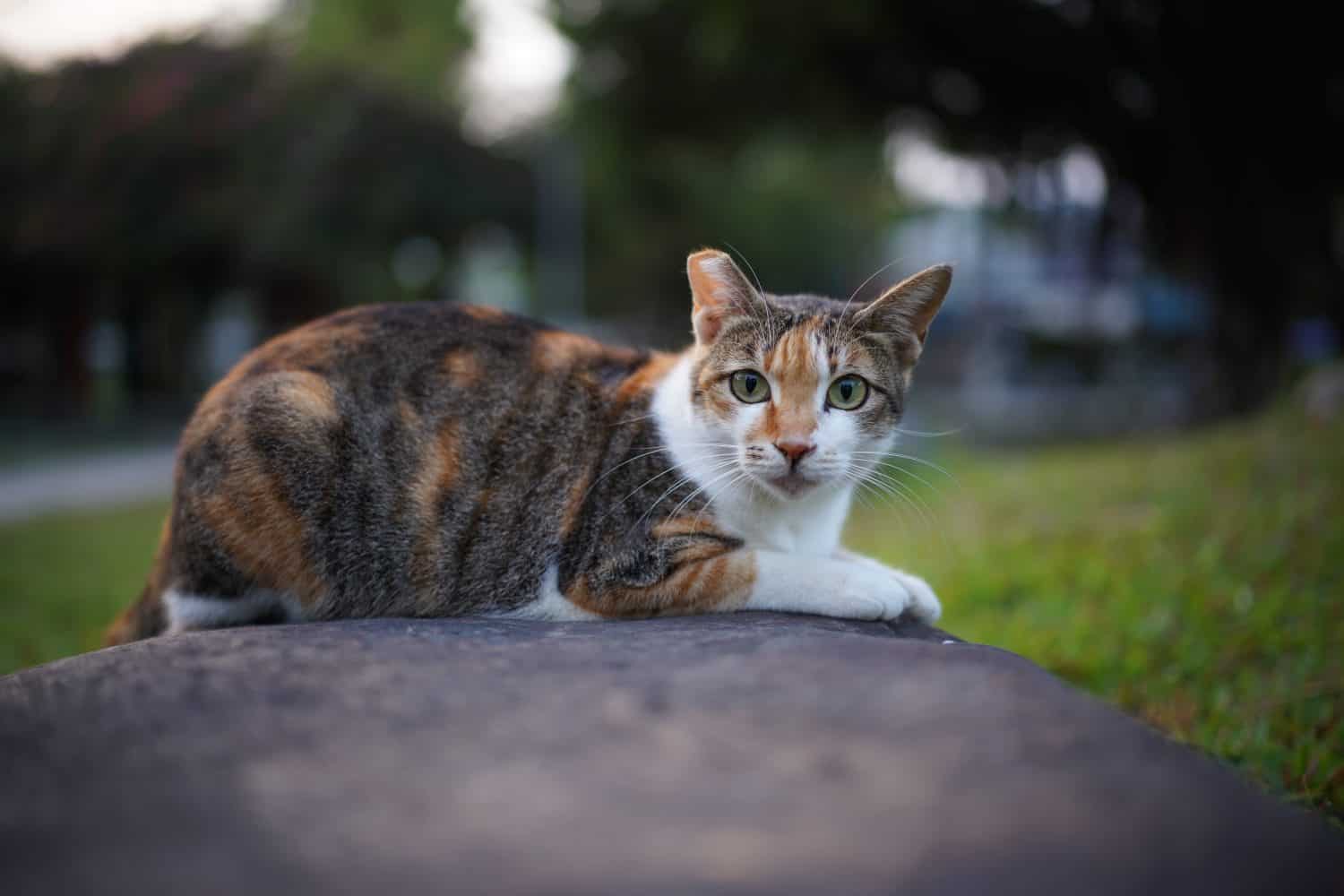  feral cat with right ear tip clipped