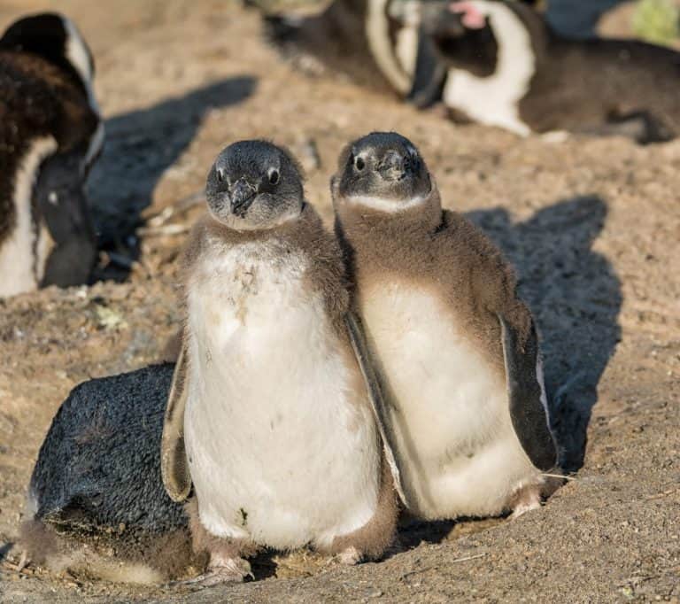 African Penguins on a beach in Southern Africa