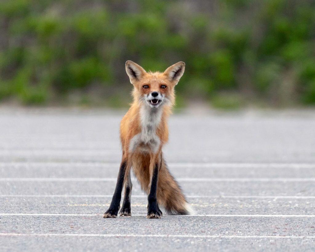 Thin Fox looking at Us
