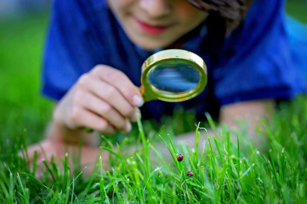 Preteen child, boy, exploring with magnifying glass, watching ladybugs in the grass