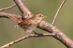 House Wren