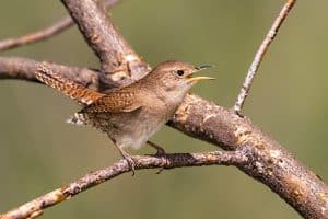 House Wren Perched In Tree