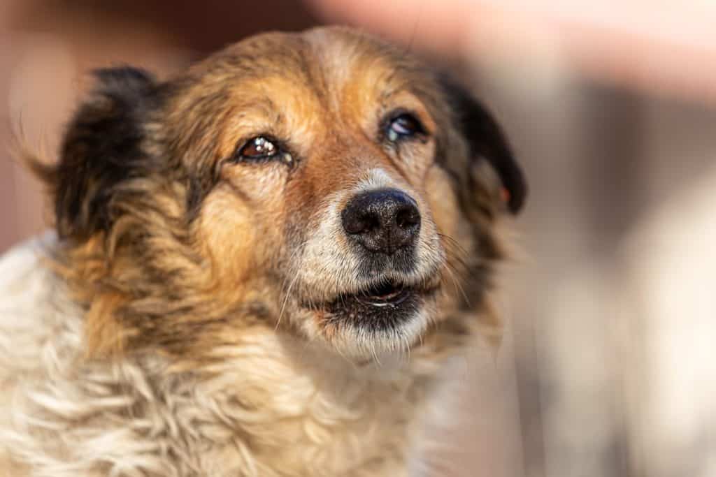 Close up small white spot on the dog's eyes. This is type of Eye disease in dogs call Lenticular nuclear sclerosis or Cataract. This is a normal aging process of the lens