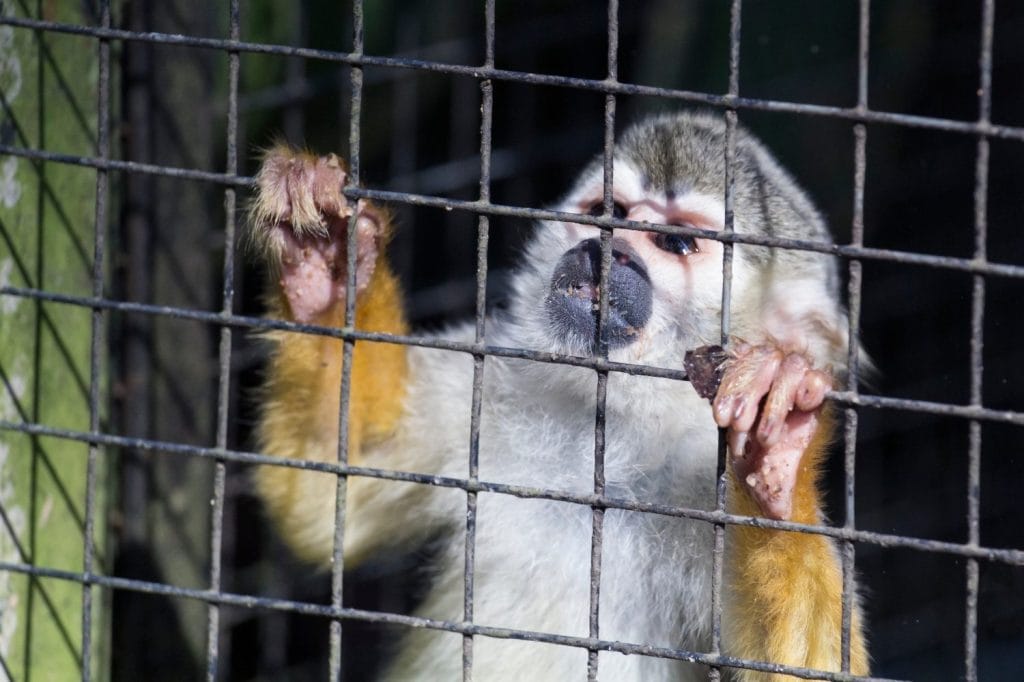 Primates and monkeys, protection area and environmental education, South American zoo