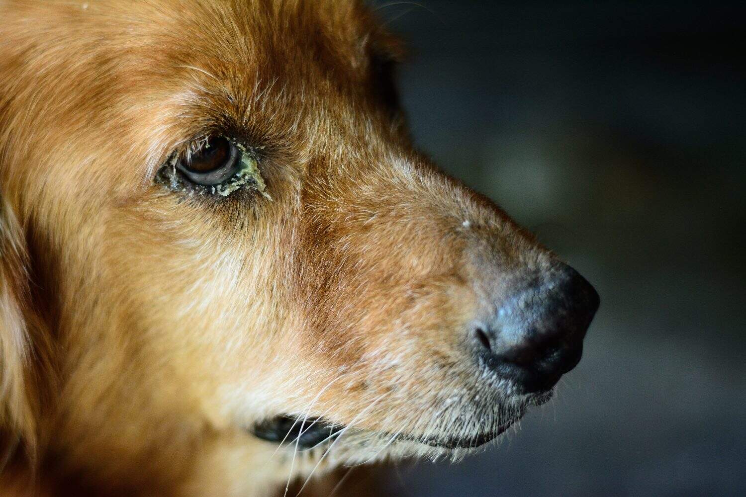 Close up dog with eye infection. The eye is damage, swollen and a lot of eye booger. Can caused blindness in dog. Surgery must be done by veterinary surgeon to remove the infected eye