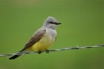 Western Kingbird
