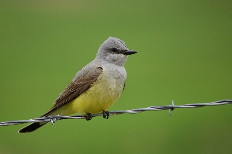 Western Kingbird, Tyrannus verticalis, perched on a barb wire fence against a natural lush green background The Western Kingbird is a large tyrant flycatcher