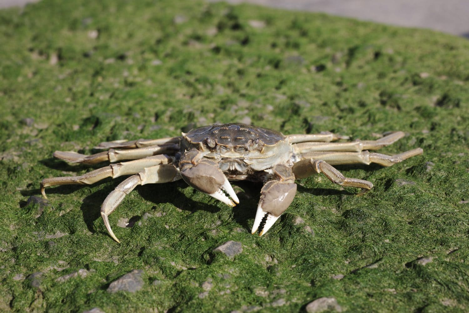Chinese mitten crab, Eriocheir sinensis, Thames, London, October 2009