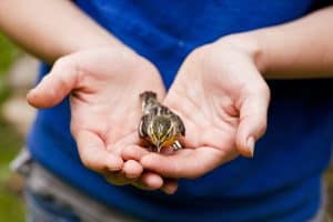 An injured finch rests in the palm of a young woman's hands.