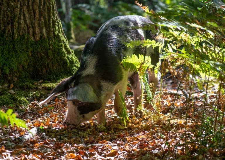 pannage a pig being let free to eat acorns in the woods or forest selective background to ad copyspace