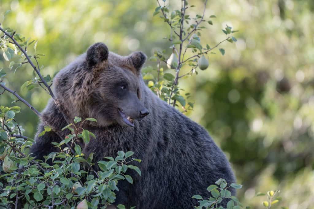 The Marsican brown bear in orchard (Ursus arctic marsicanus)