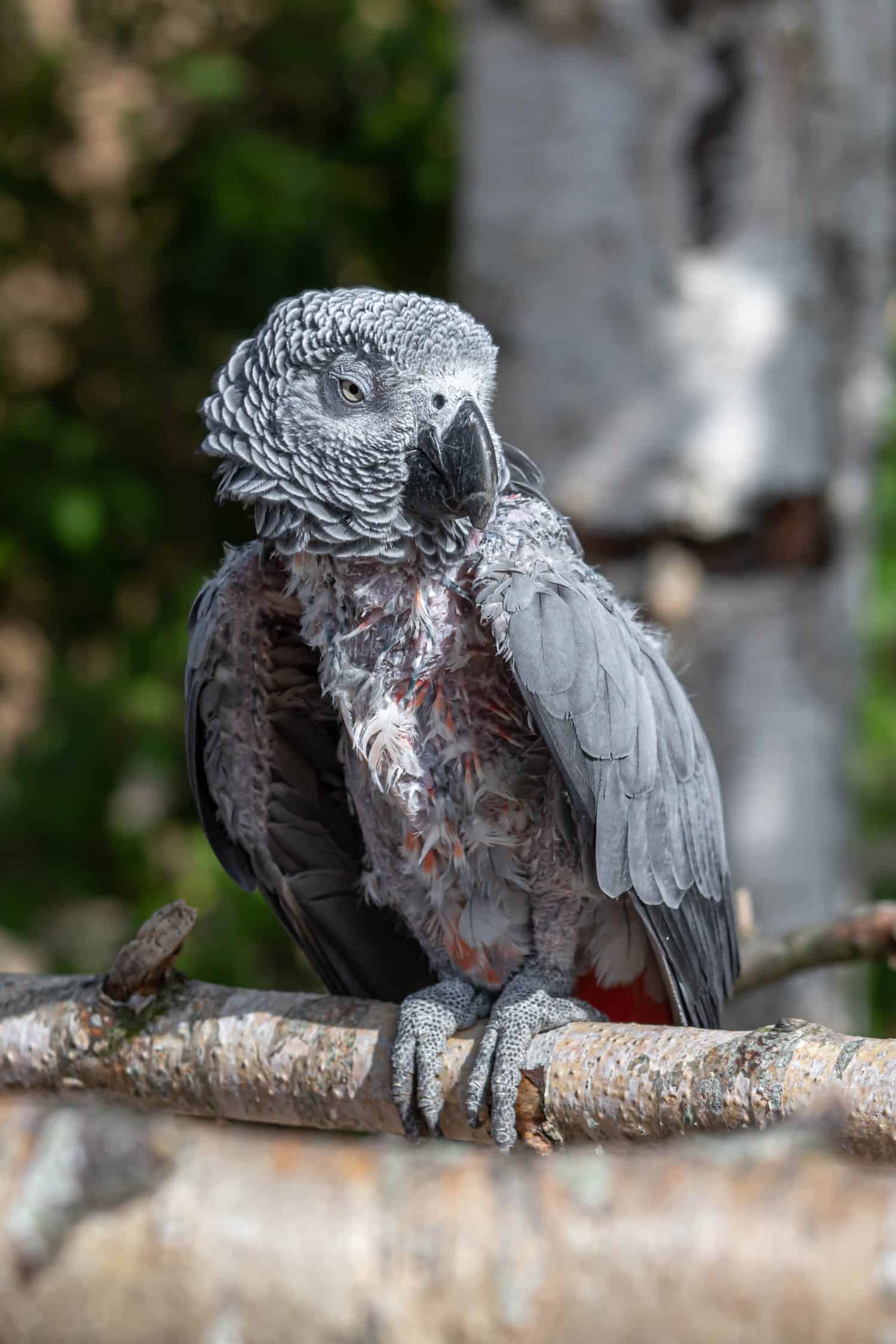 Poor African Grey Parrot with Missing Feathers