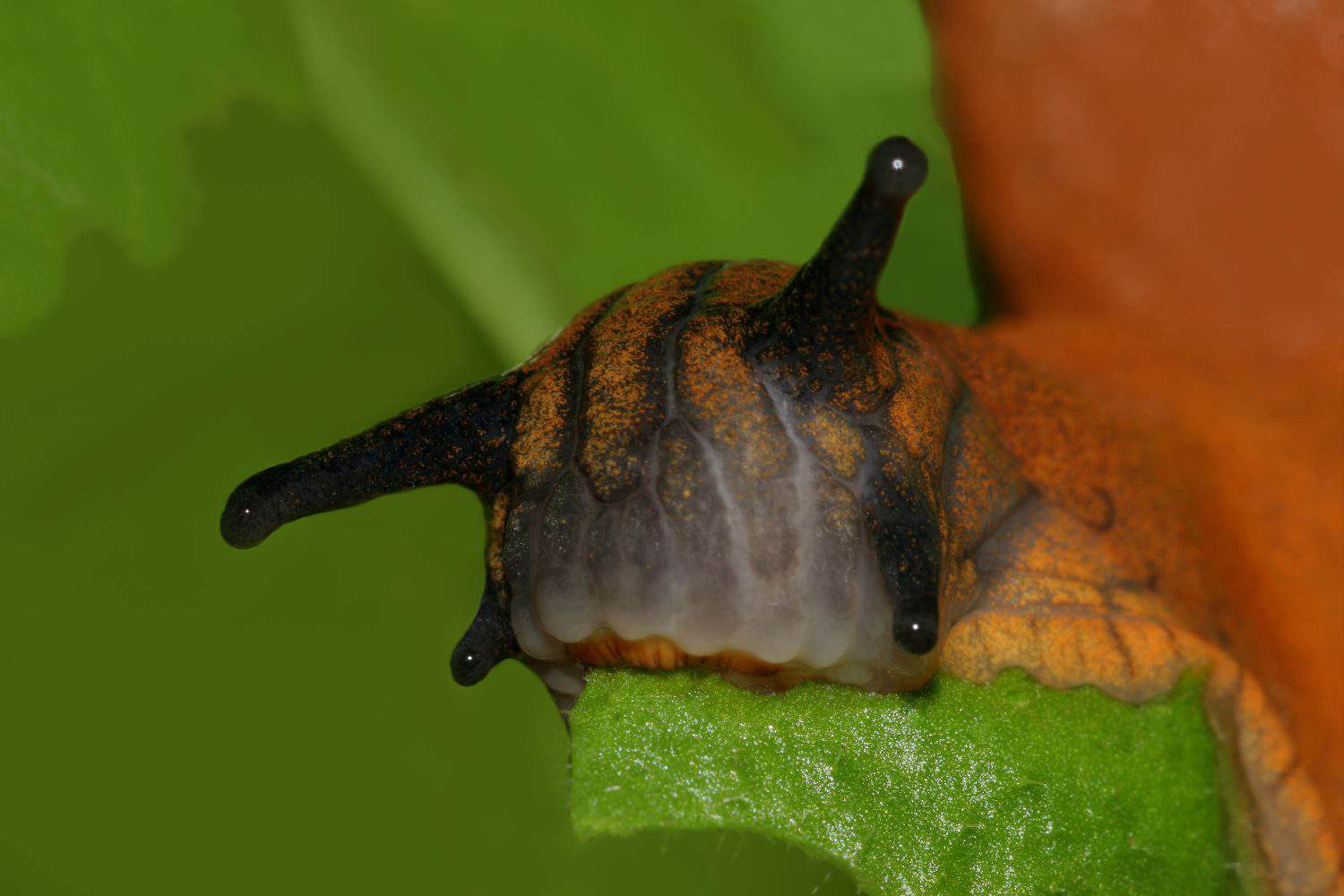 Snail meal