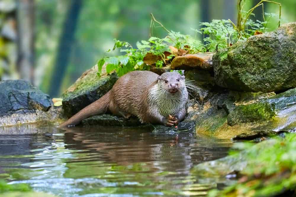 Hungry otter at feeding by the water.