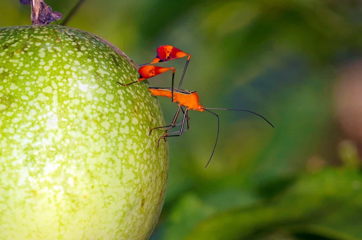 Leaf footed bug Anisoscelis flavolineata on a passion fruit, Bocas del Toro, Panama