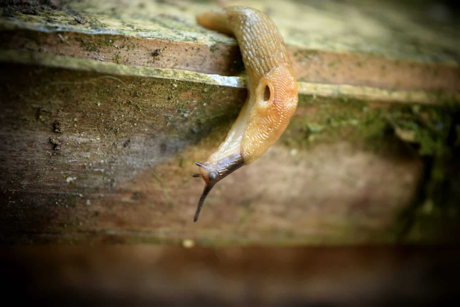 brown slug crawling in search of food or mating