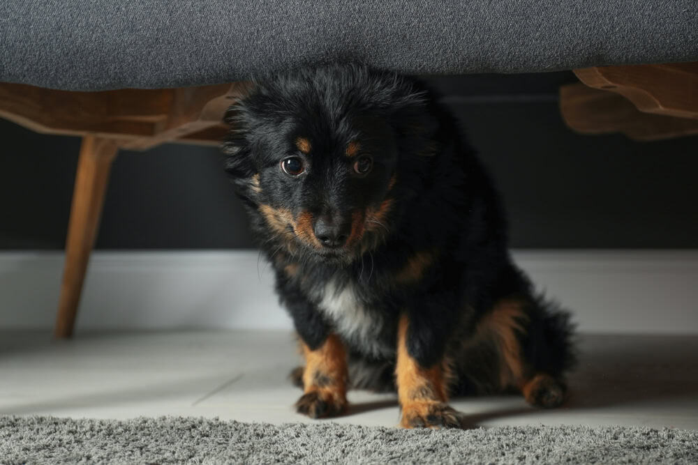 Stressed dog hiding under sofa. Domestic violence against pets