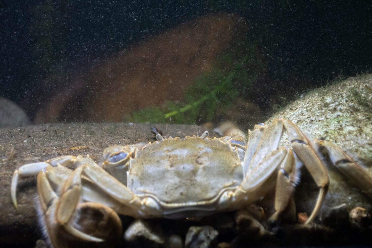Chinese Mitten Crab Crab on the riverbed in Chester