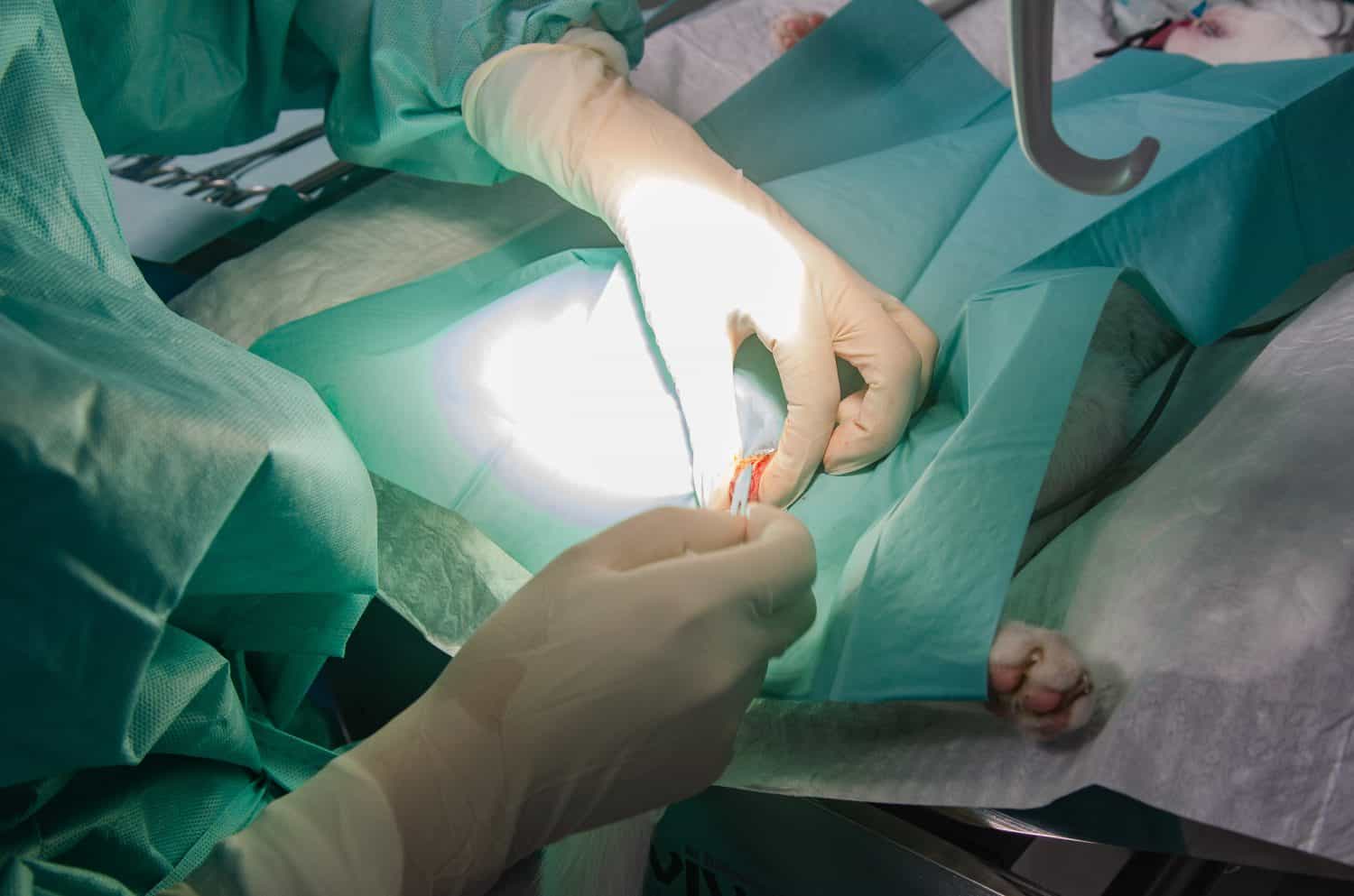 Surgery on a cat for spaying and neutering. Animal birth control.