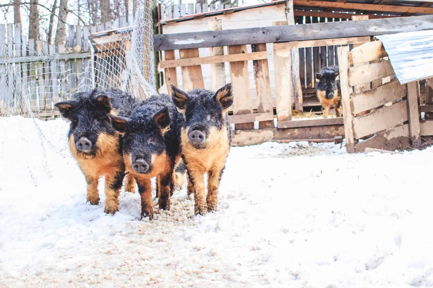 Three little pigs of a dark color in the winter on the street