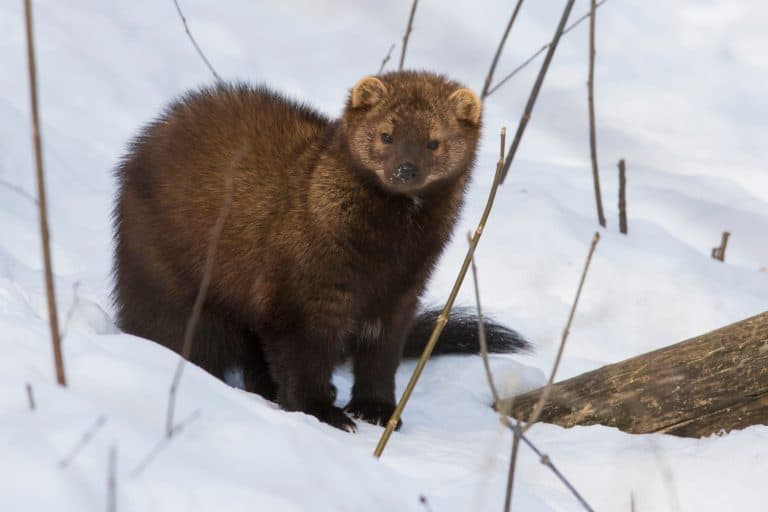 The fisher (Pekania pennanti) in winter