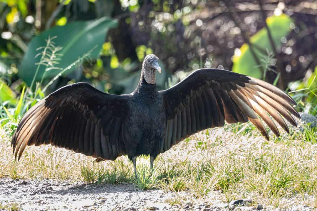 Big black bird standing on gound with wide open winds - Black Vulture (Coragyps atratus)