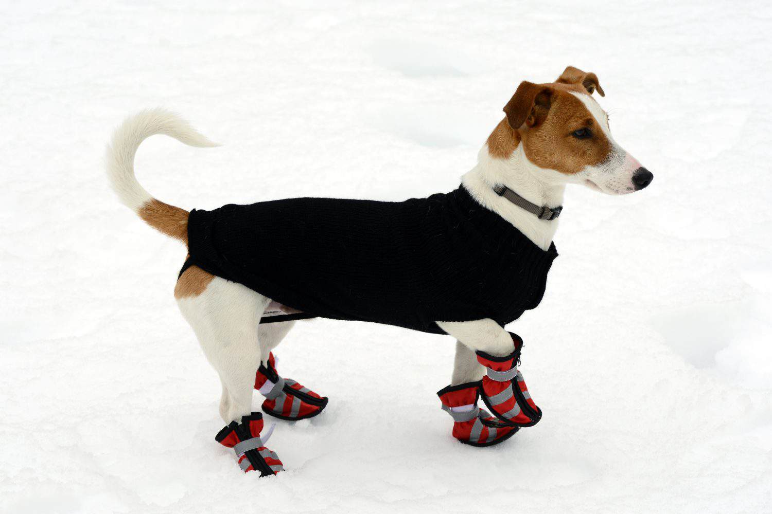 Cute little terrier wearing snow shoes on all four paws for protection and a warm coat against the cold winter weather standing on fresh snow looking alertly off to the right