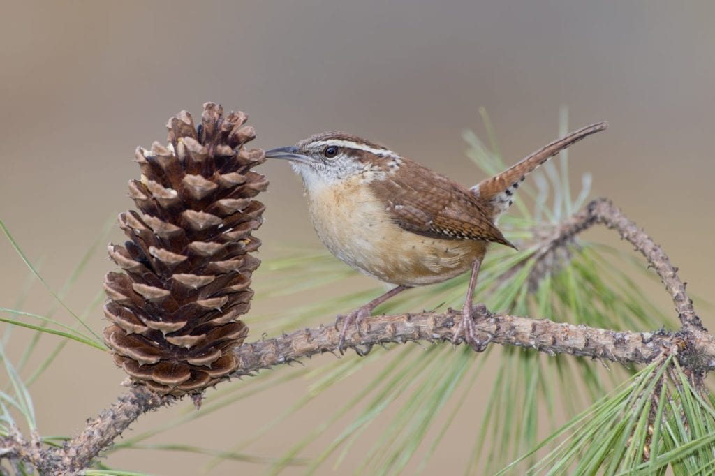Carolina Wren in Pine Tree