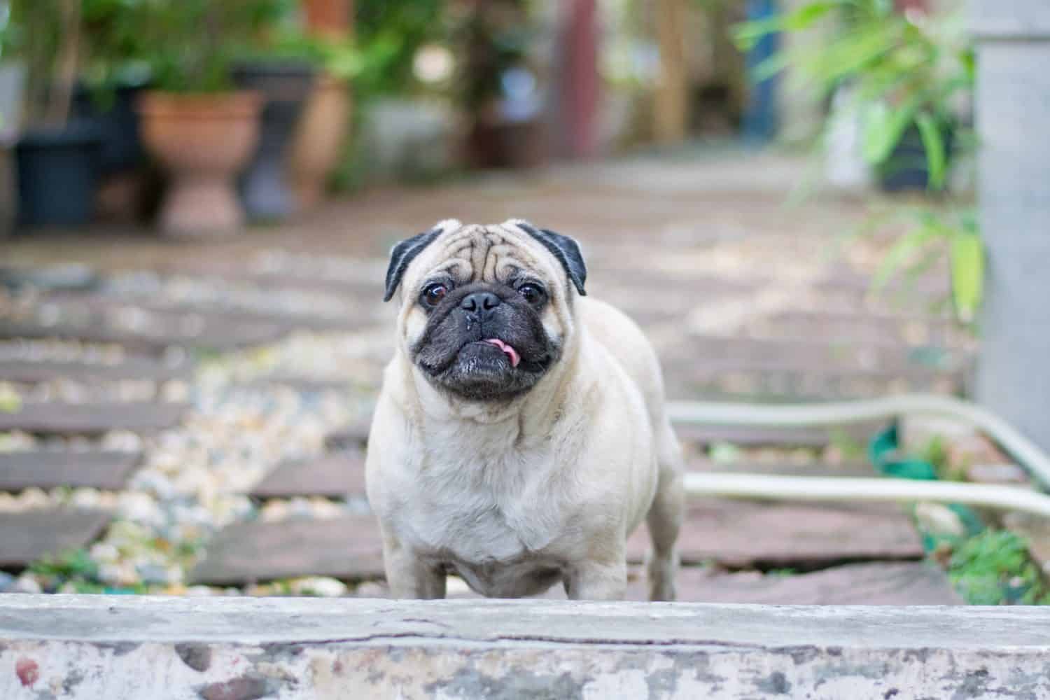 Fawn male pug with black ear runny nose and its tongue stick out with backyard garden background