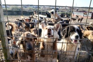 Unwanted and homeless dogs barking in animal shelter. Asylum for dogs. Stray dogs in living in terrible conditions in iron cage. Poor and hungry street dogs