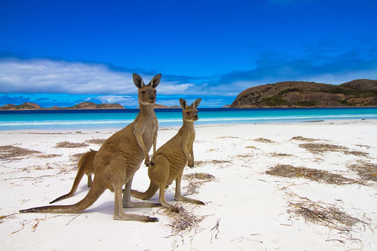 Esperence Lucky Bay Western Australia Kangaroo Beach
