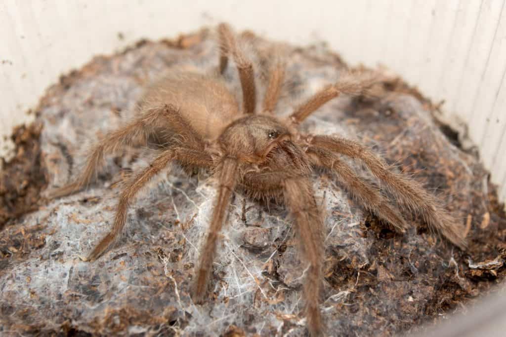 Monocentropus lambertoni spider