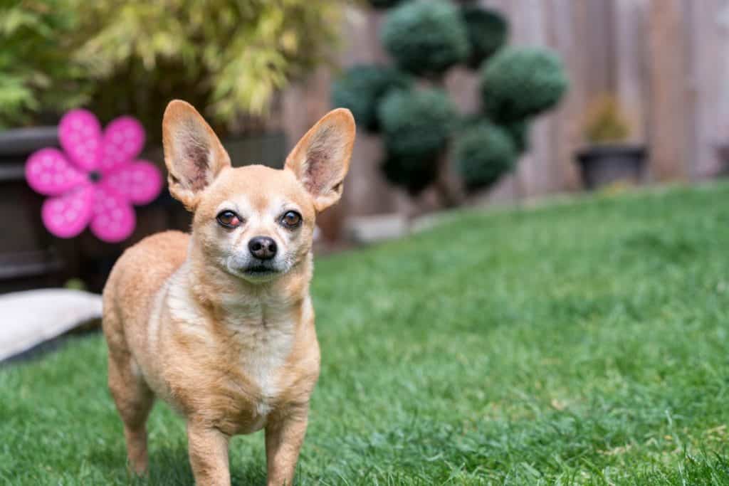 Chiweenie Dog Standing in Yard - female with cherry eye medical condition