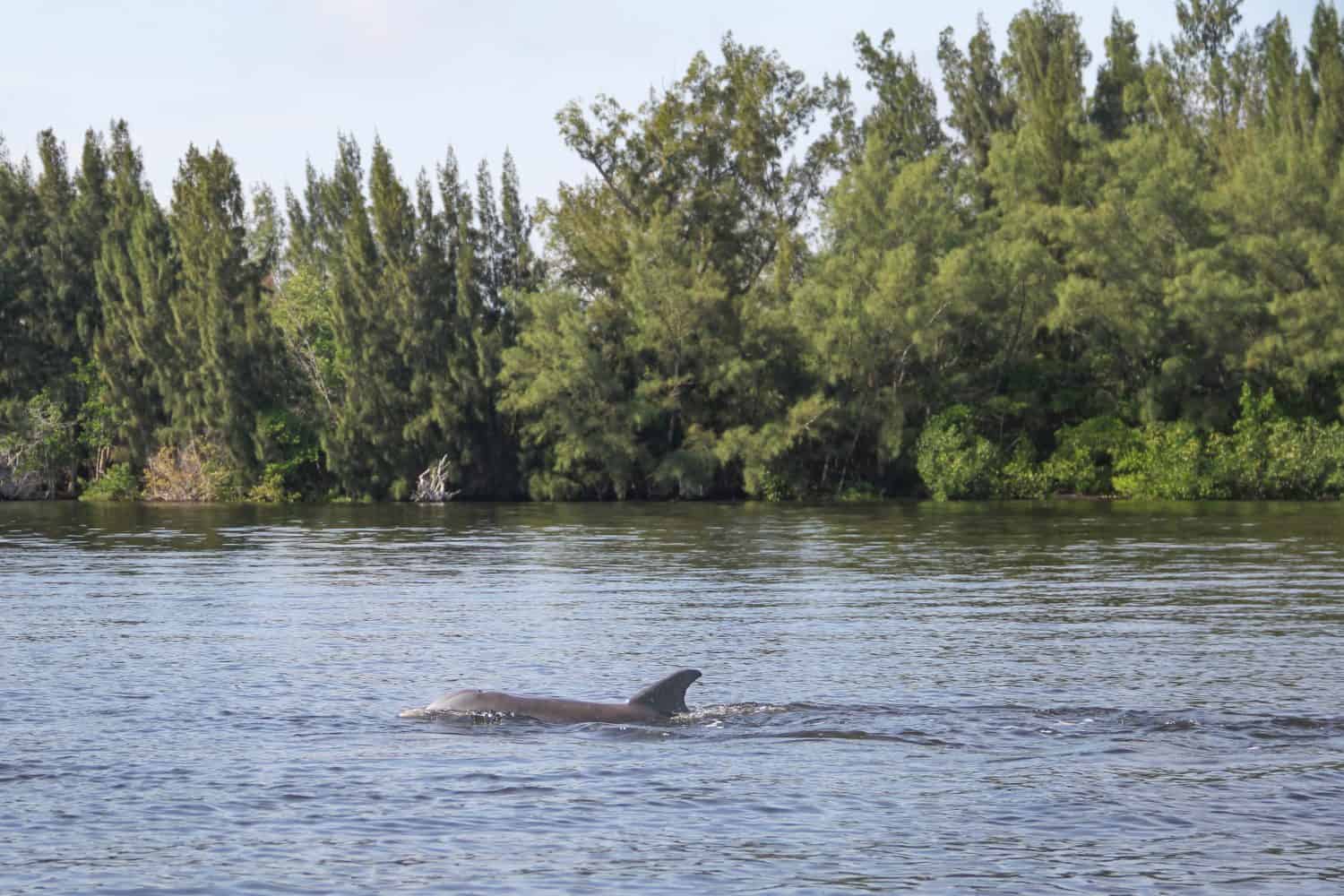 Dolphins Swimming in the Indian River Lagoon in Vero Beach, Florida seen while boating. Treasure Coast nature and wildlife. 